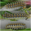 melit didyma larva7hib volg